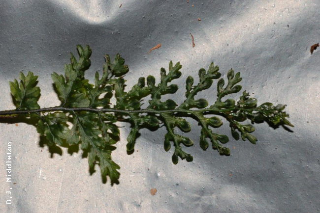 Frond