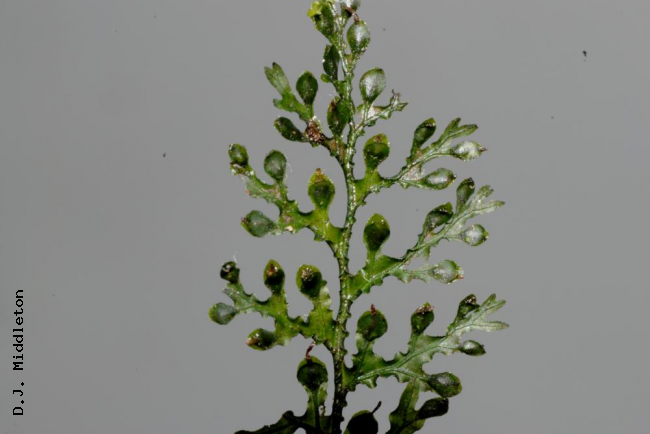Frond showing sori in involucres