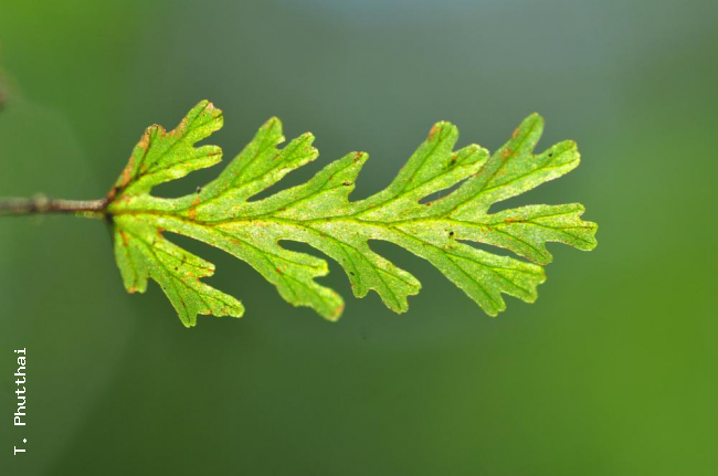 Sterile frond