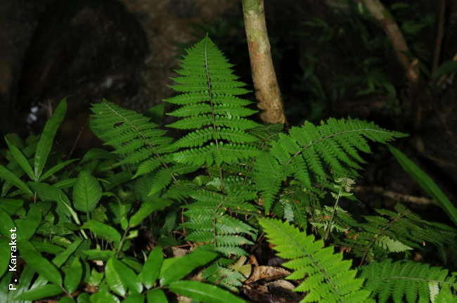 Habit
