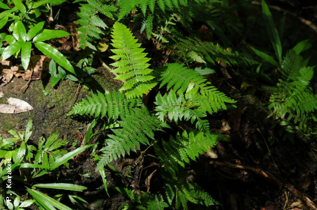 Habit