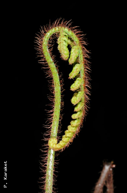 Unfurling frond
