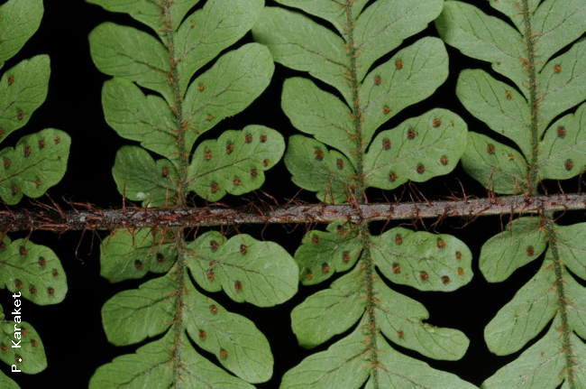 Lower surface of lamina