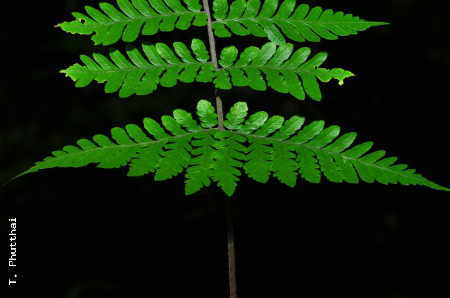 Basal pinnae
