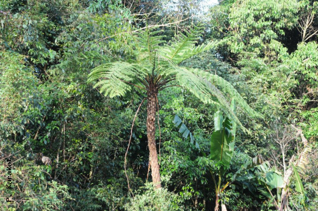 Habit
