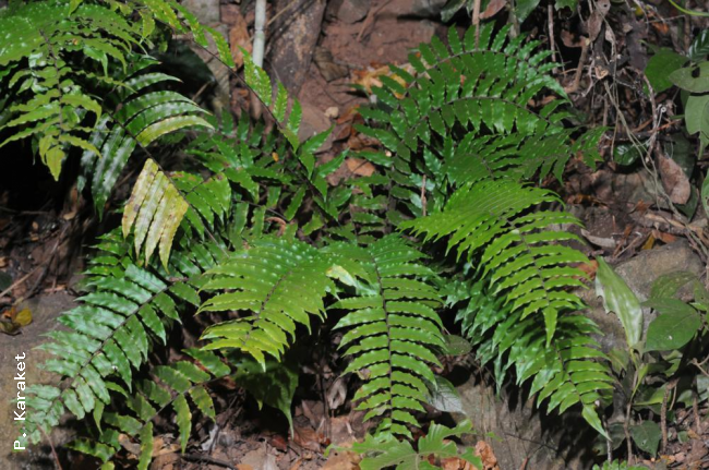 Habit