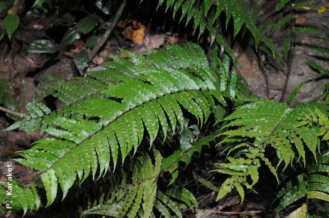 Habit