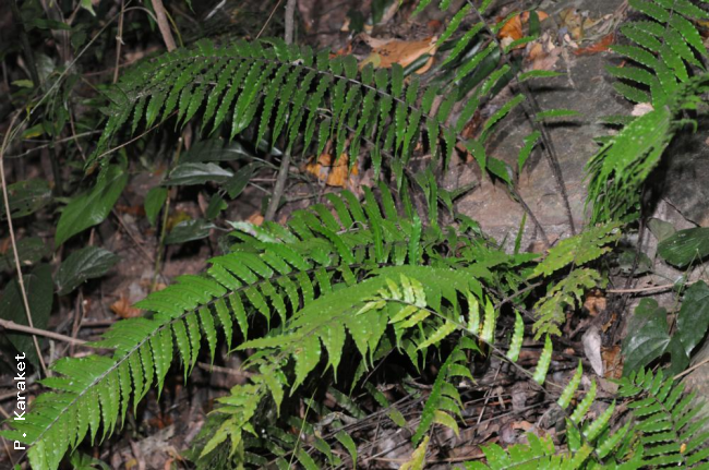 Habit