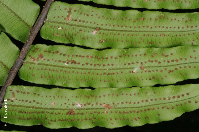 Lower surface of rachis and pinnae
