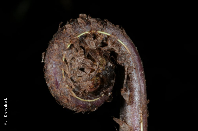 Crozier