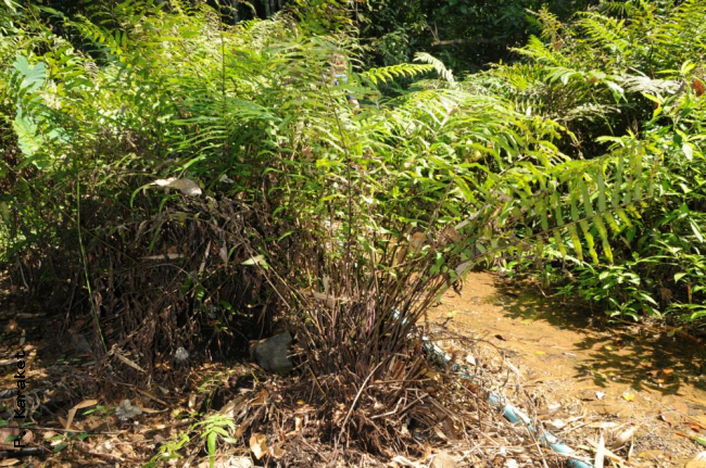 Habit