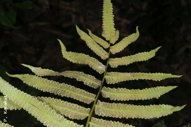 Frond apex
