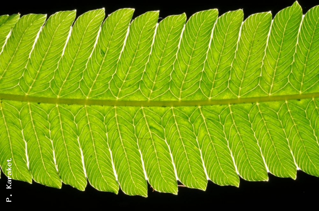 Venation