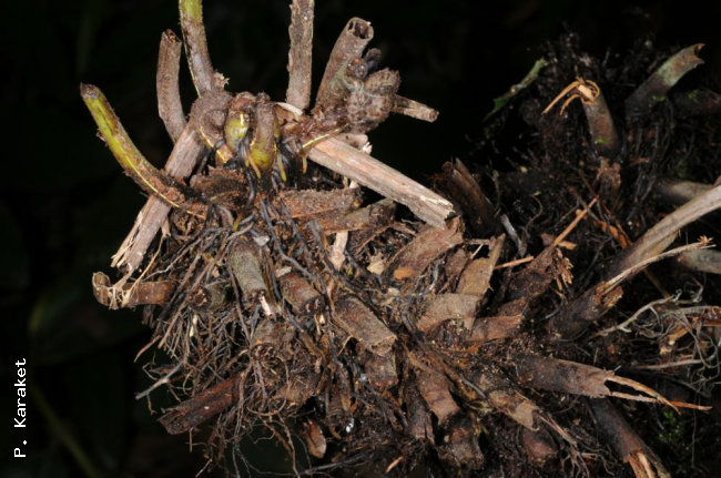 Rhizome