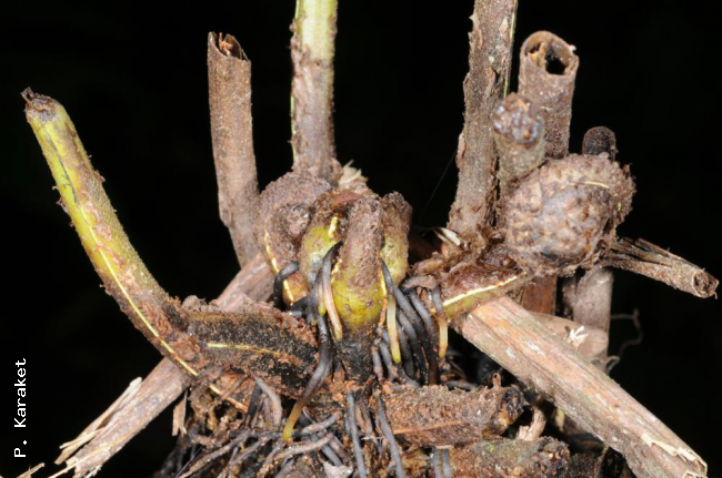 Growing tip of rhizome