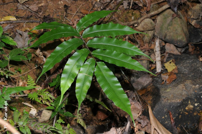 Habit