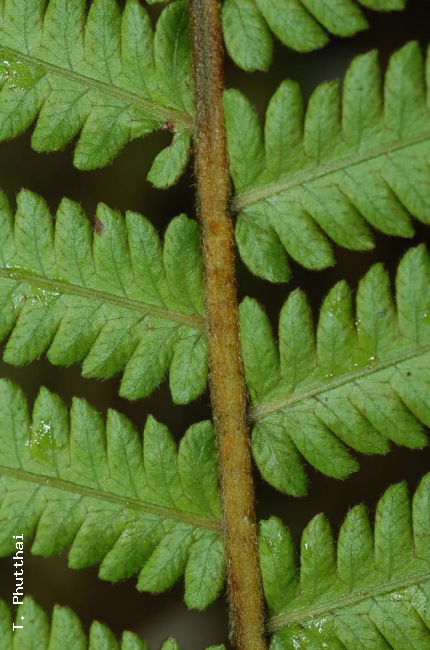 Upper surface of rachis and pinnae