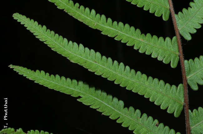 Pinnae from above