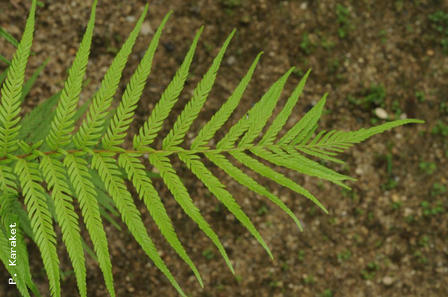 Apex of frond