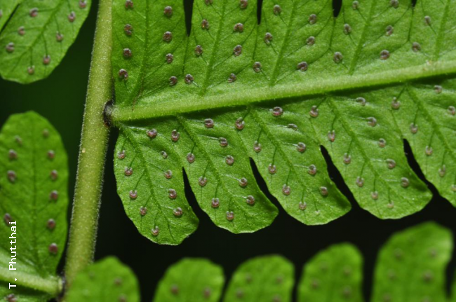 Lower surface of rachis and pinna