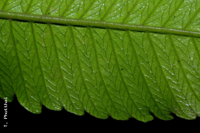 Venation