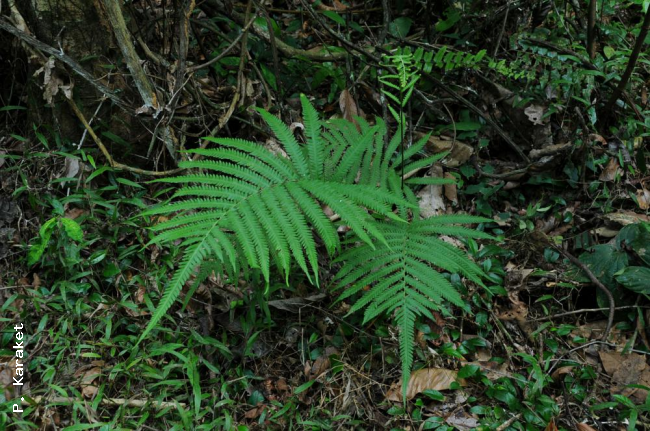Habit