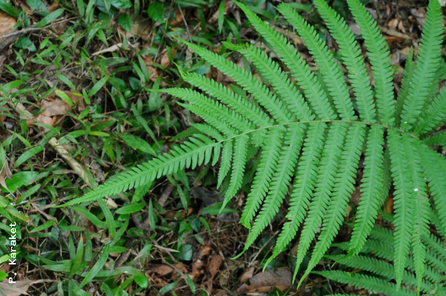 Frond apex