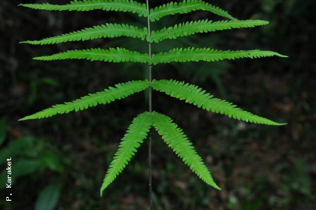 Basal pinnae