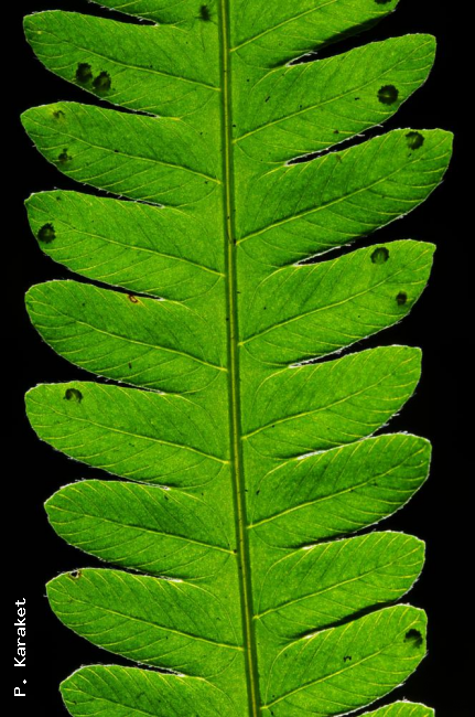 Venation