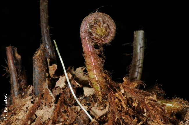 Crozier