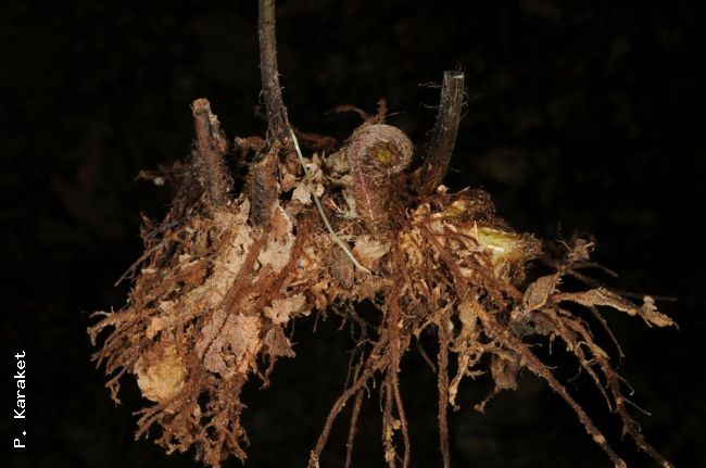 Rhizome