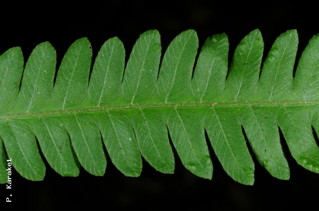 Upper surface of sterile pinna