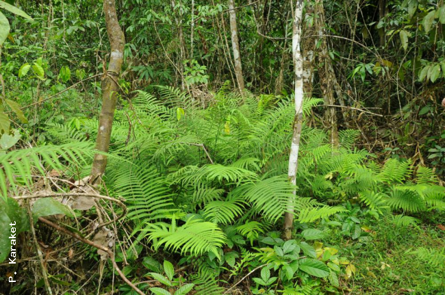 Habit