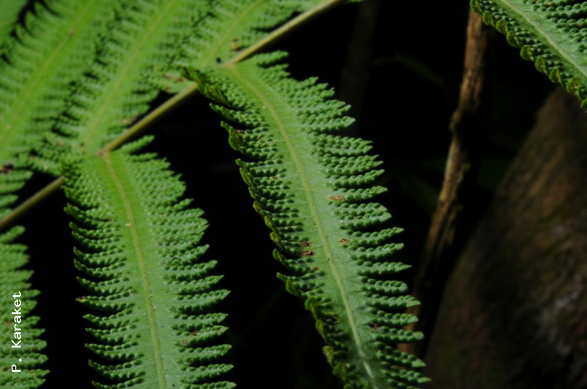 Upper surface of fertile pinnae
