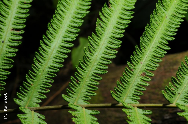 Upper surface of rachis and fertile pinnae