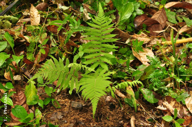 Habit