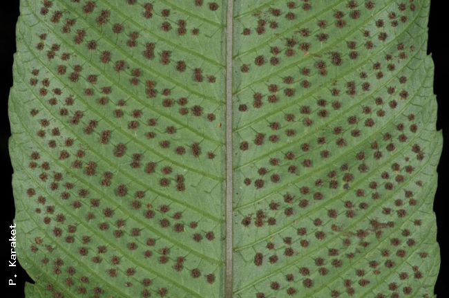 Lower surface of lamina with mature sori