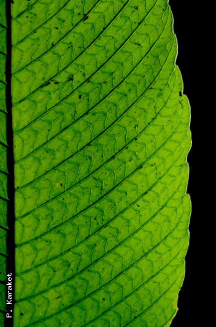 Venation