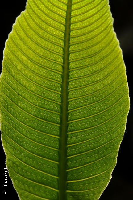 Venation