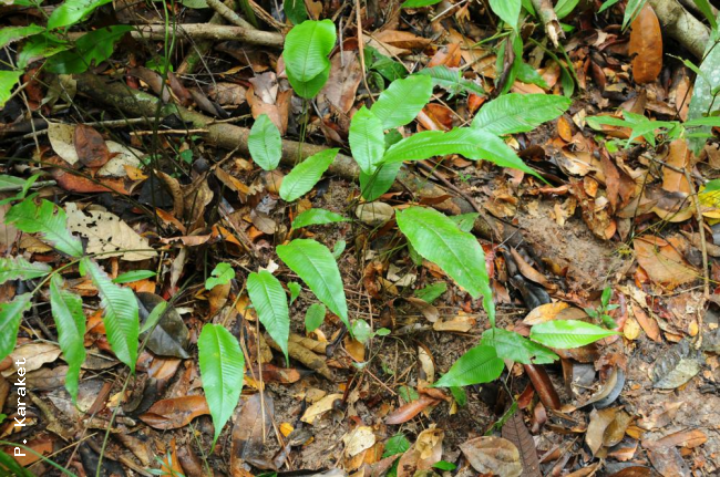 Habit (simple fronds)