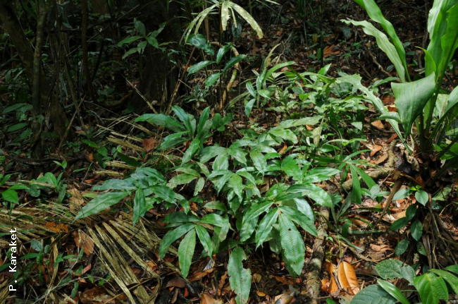 Habit