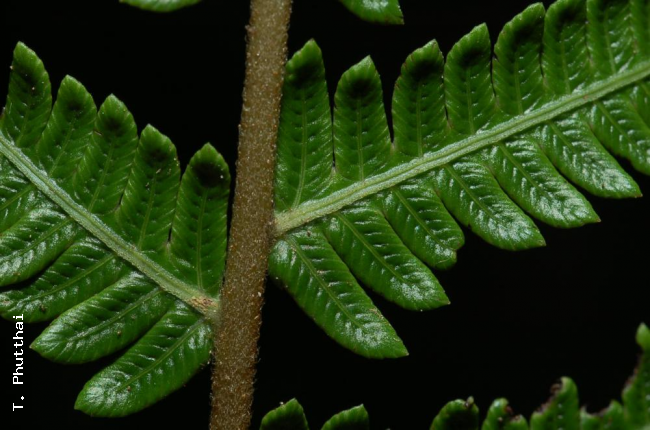 Upper surface of rachis and pinnae