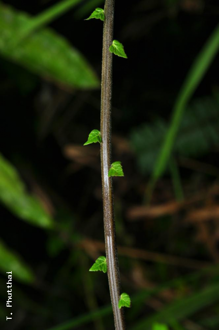 Reduced basal pinnae