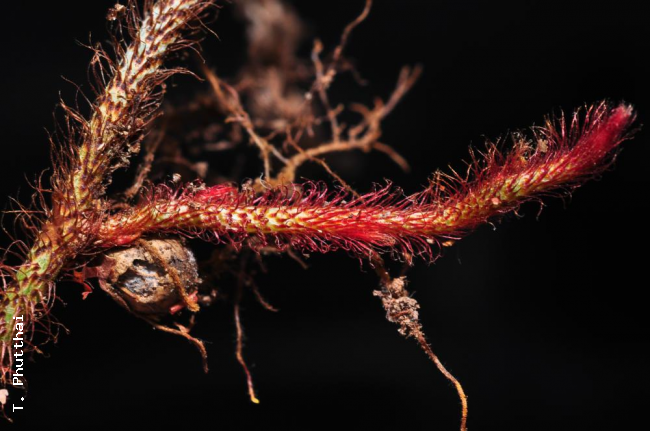 Rhizome