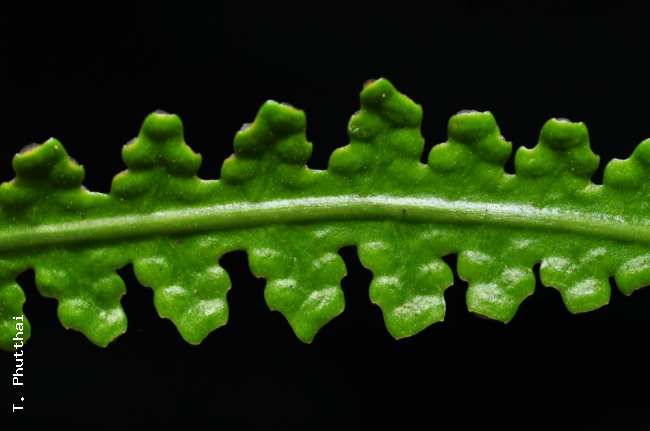 Upper surface of fertile frond