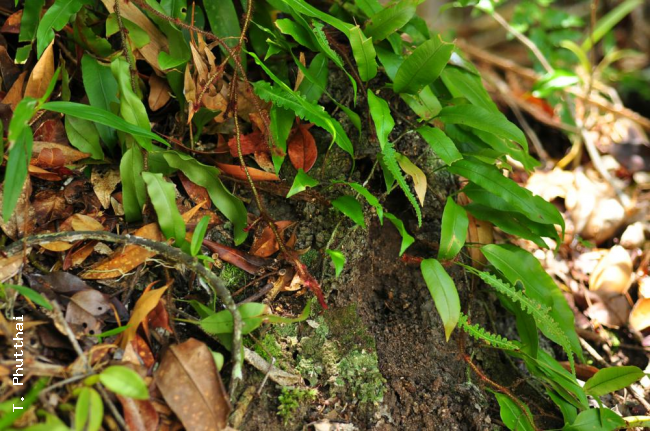 Habit