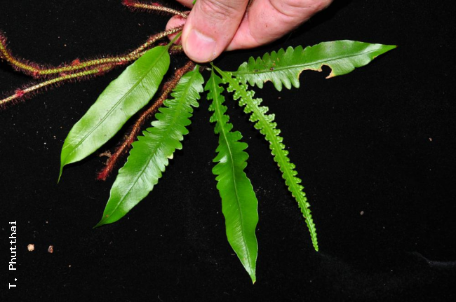 Variation from sterile (margin entire) to fertile fronds (margin lobed) and intermediate stages