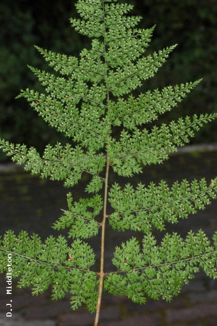 Frond