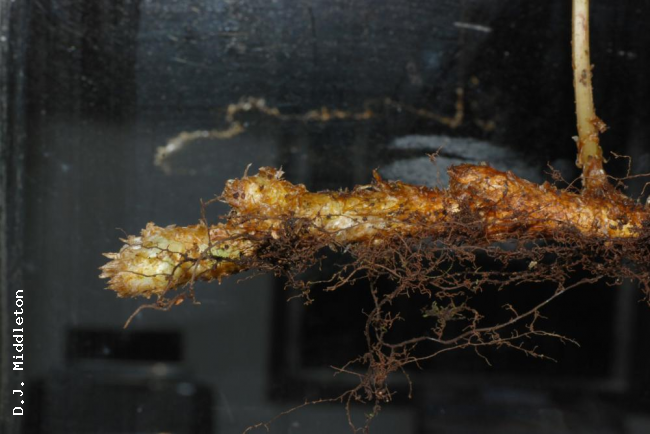 Rhizome