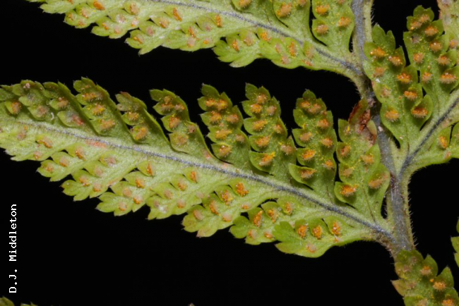 Lower surface of lamina with mature sori